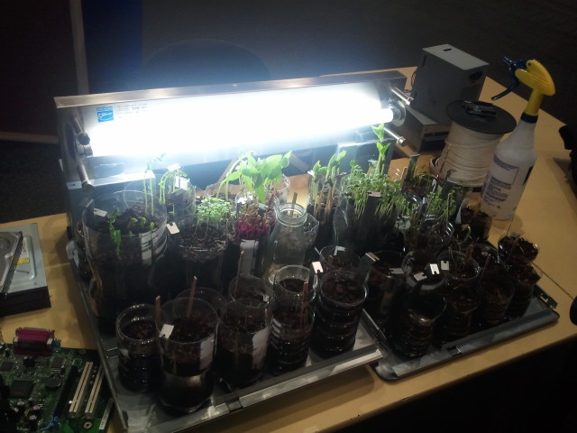 Springmavera and BiomoddNYC4 (seed sprouting).2012