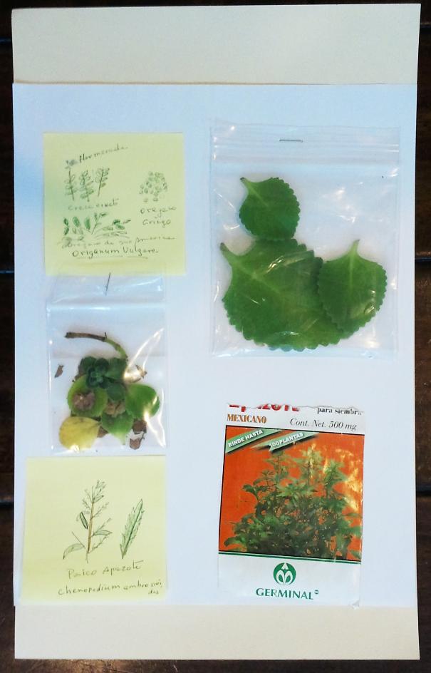 plant drawing and collection